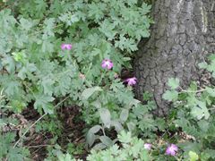 Moara Vlasiei 2 9 - 9 iun.